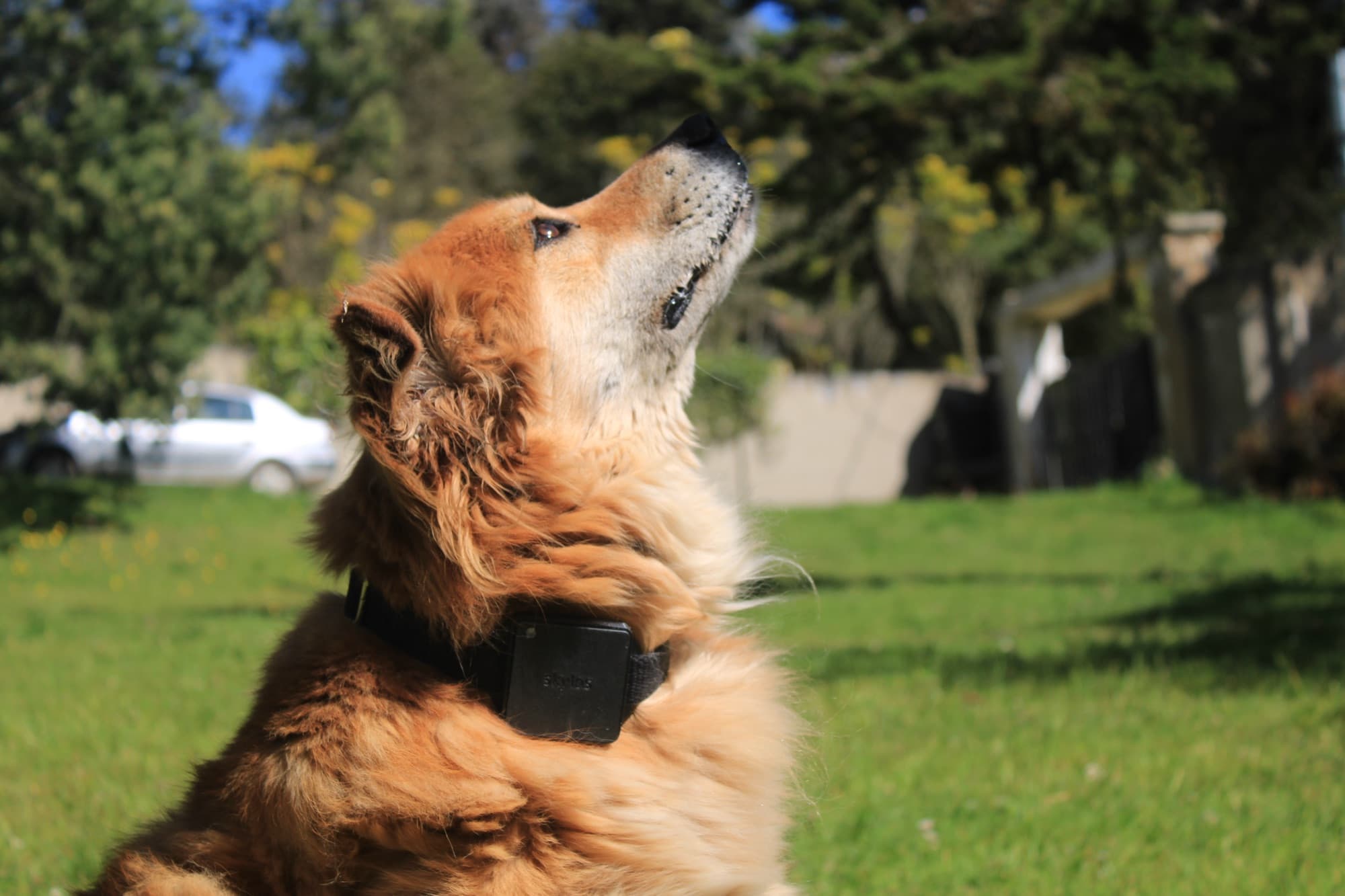 Perro dorado sentado en el prado, mirando hacia arriba, con el collar Skylos puesto