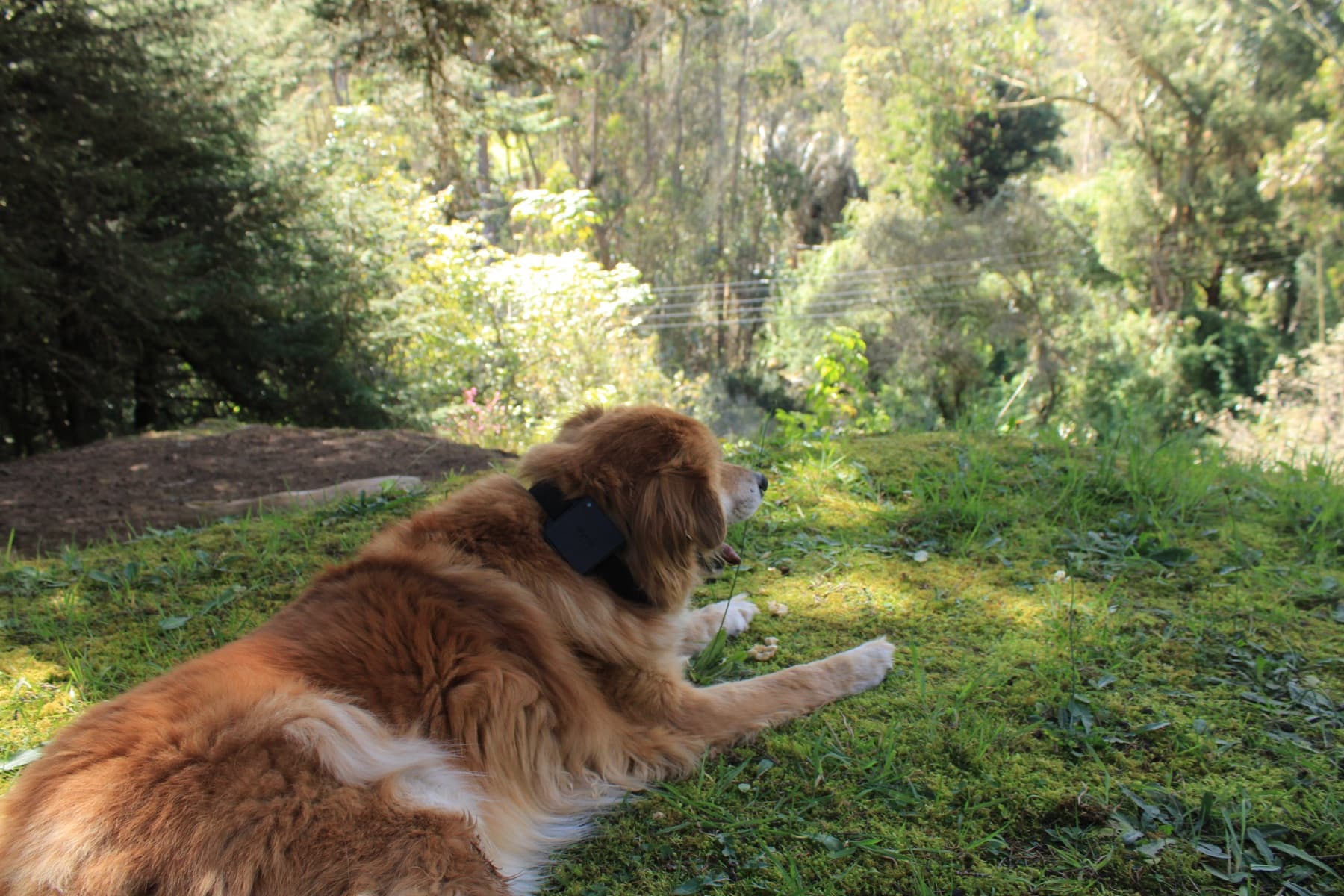 Perro echado en el pasto mirando hacia el bosque, con el collar Skylos puesto