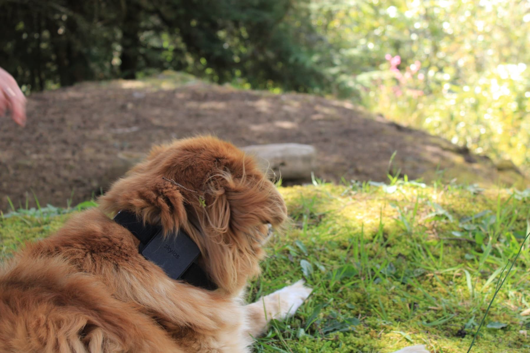 Perro visto desde atrás, echado en el pasto, con el módulo del collar Skylos a la vista